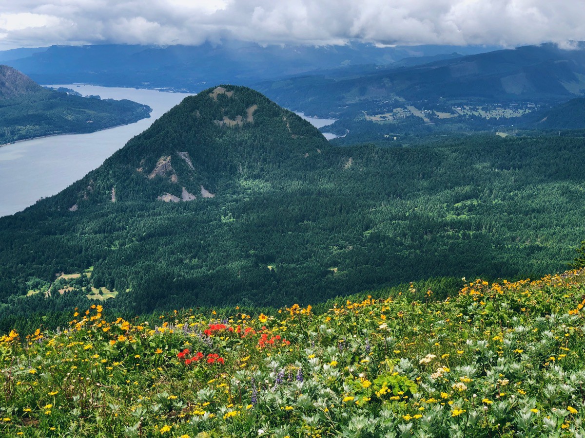 Wildflowers, with Wind Mountain in the distance