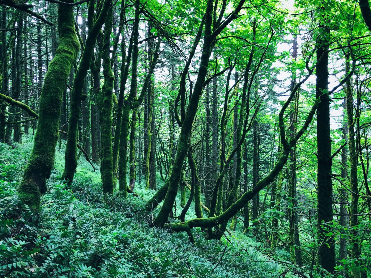 Mossy, dreamy forest