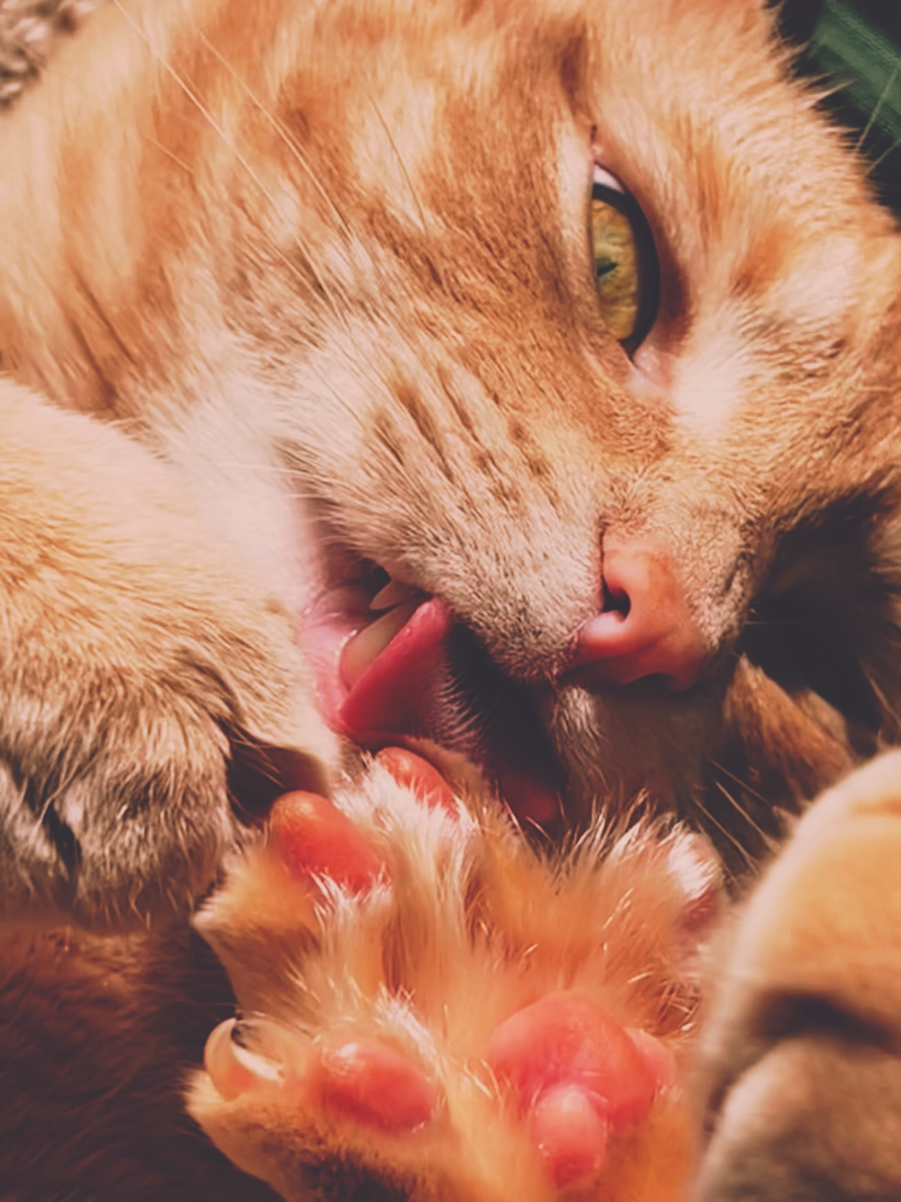 A close up of a cat grooming. His tongue is out and his toe beans are in the foreground.