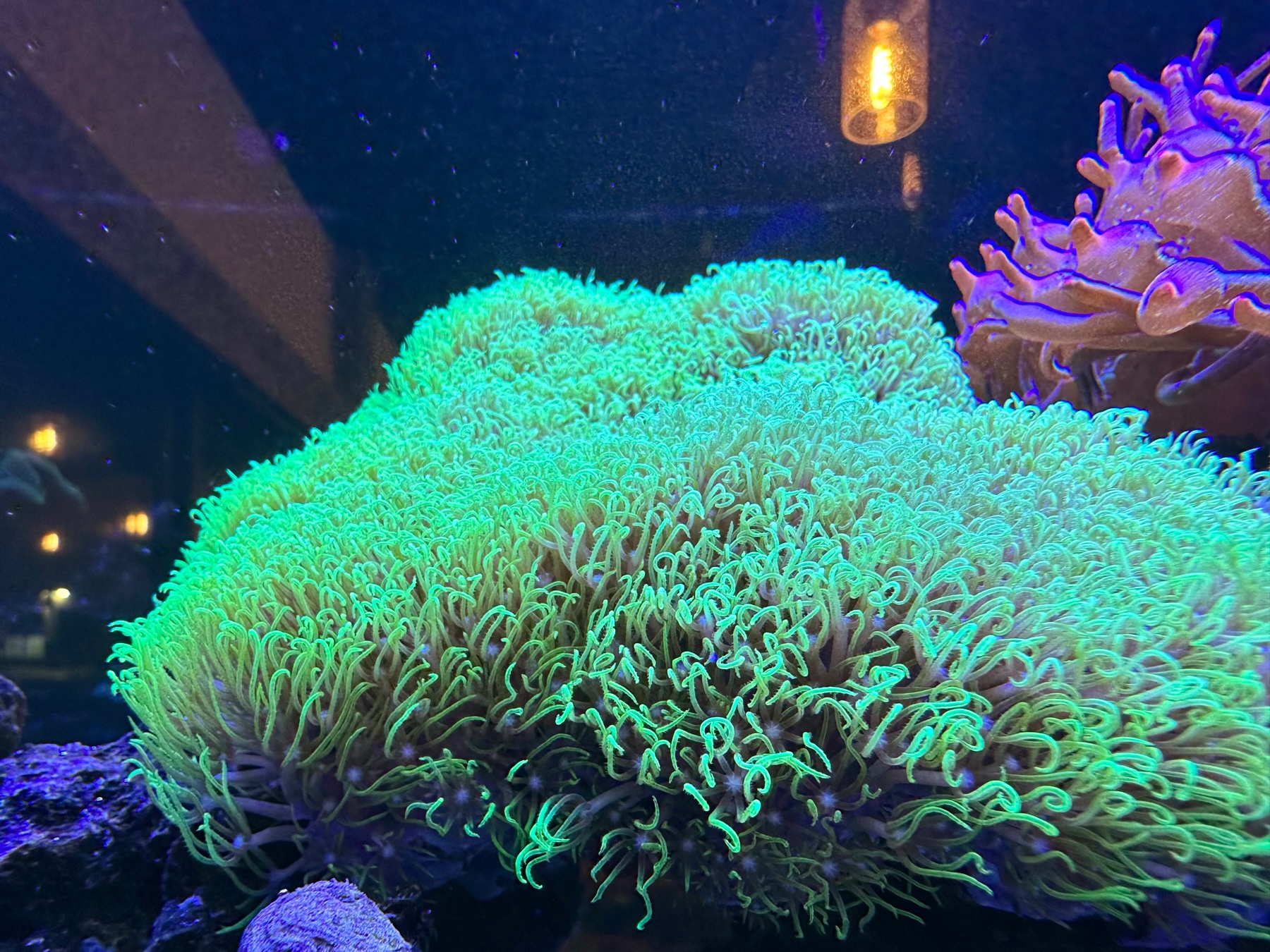 Green anemone in a fish tank.