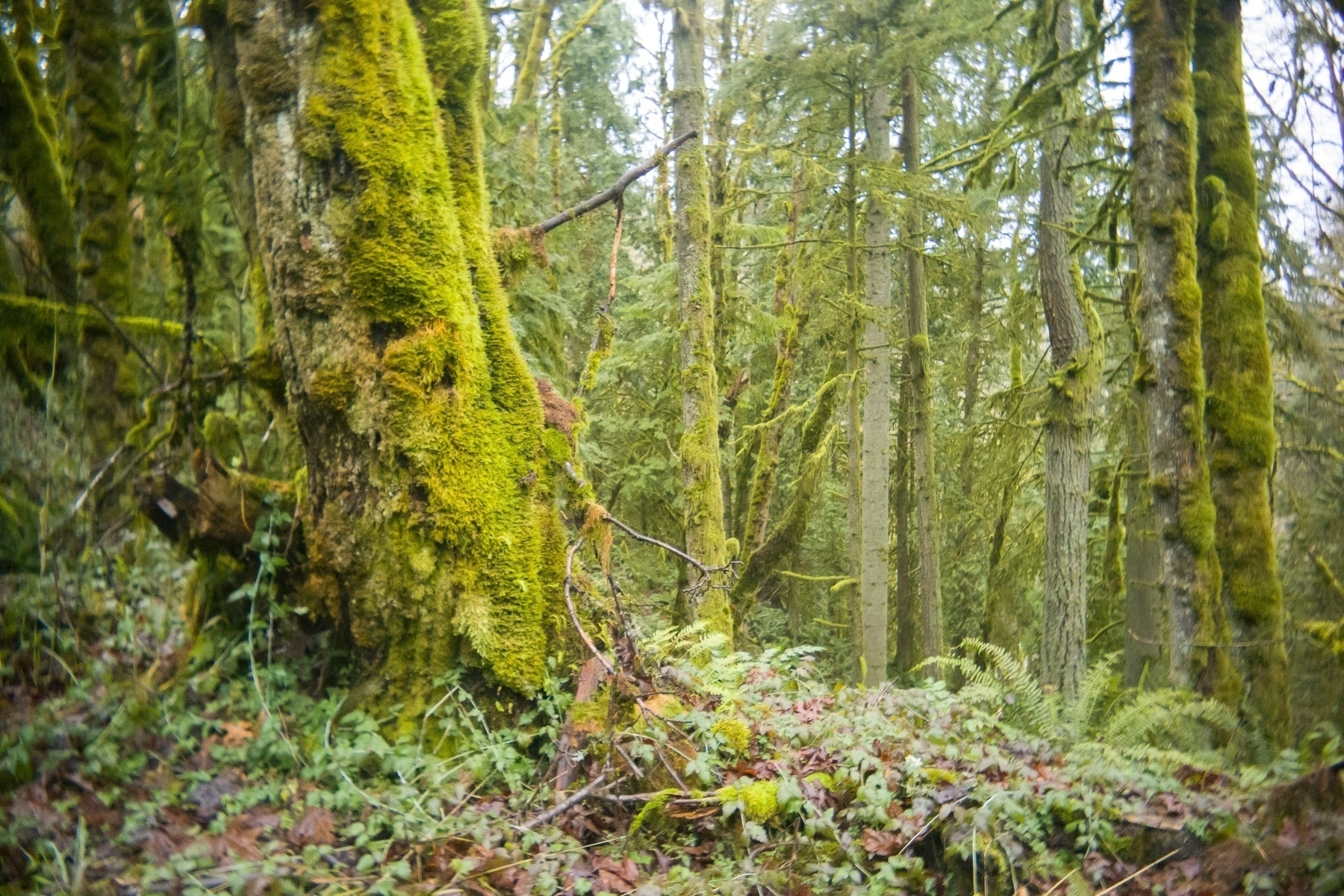 A moss covered tree trunk in the foreground and many other mossy trees behind in damp woods.