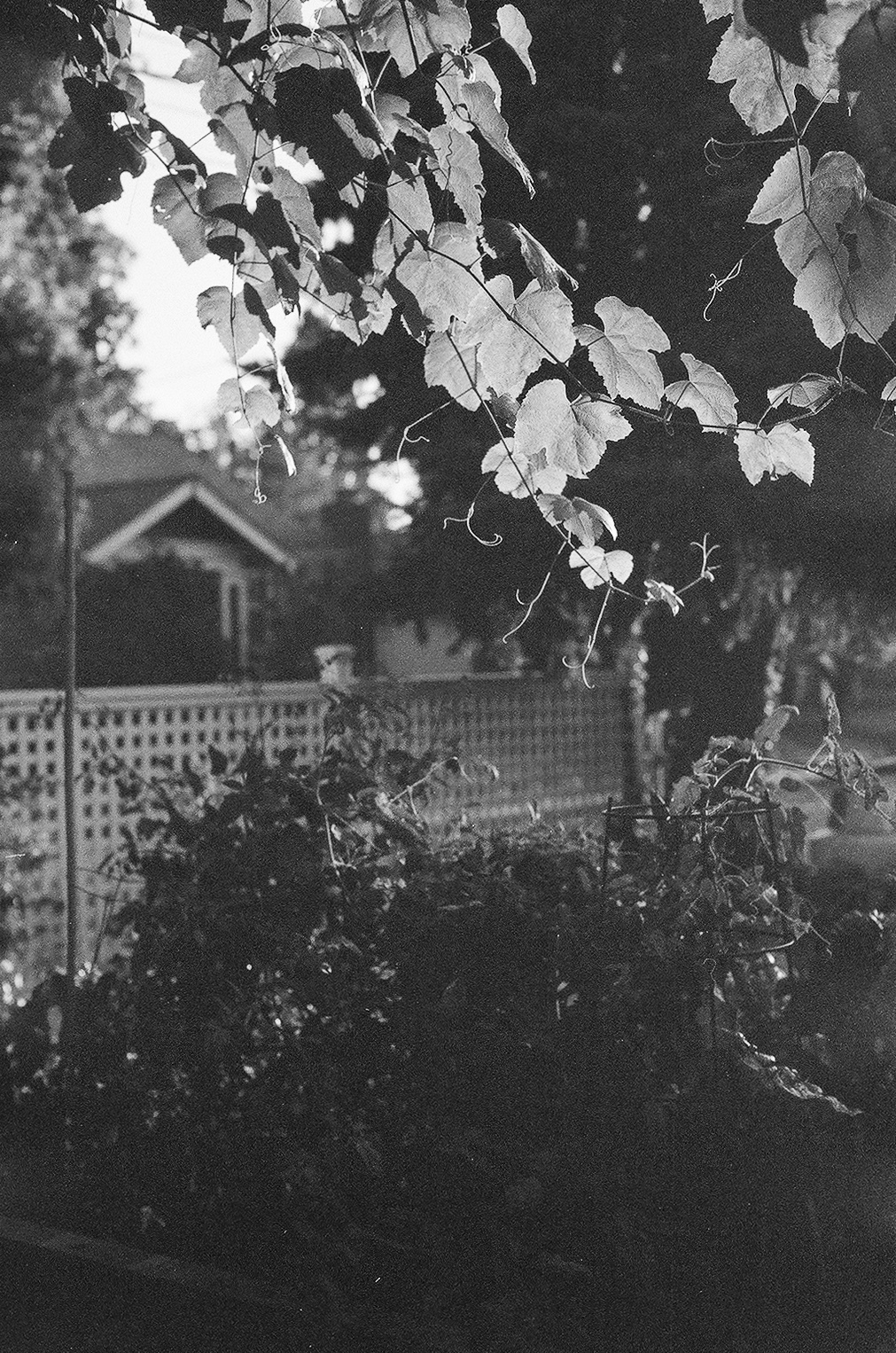Black and white photo of grapevine leaves hanging down in front of a white lattice fence and a garden bed.