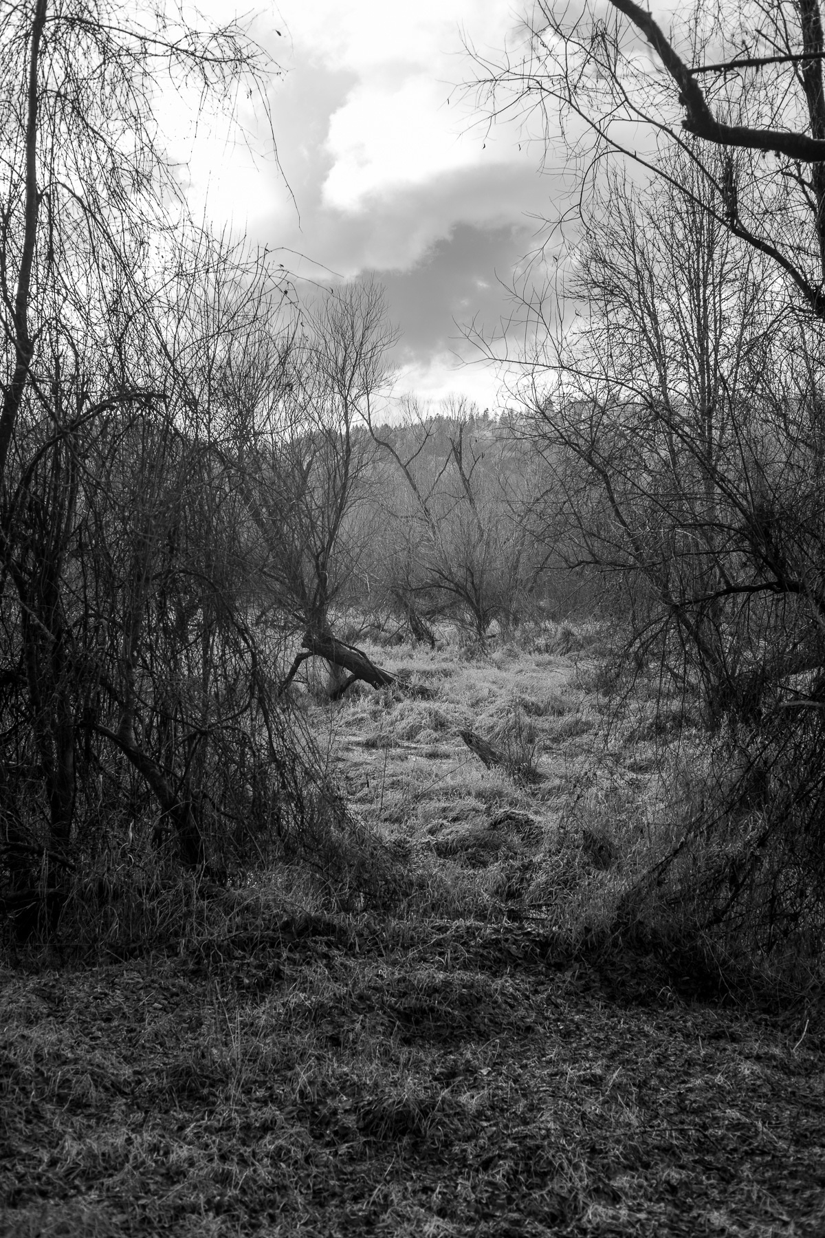 A black and white photo of wetlands with lots of ground vegetation and trees without leaves. There are hills in the distance and a dramatic cloudy sky above.