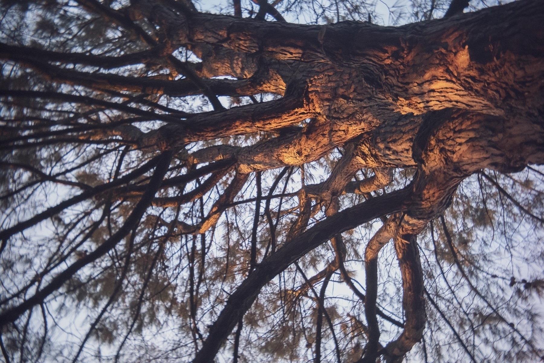 Looking up from under a tree with a giant trunk, and many big branches going skywards all lit by the warm light of sunset