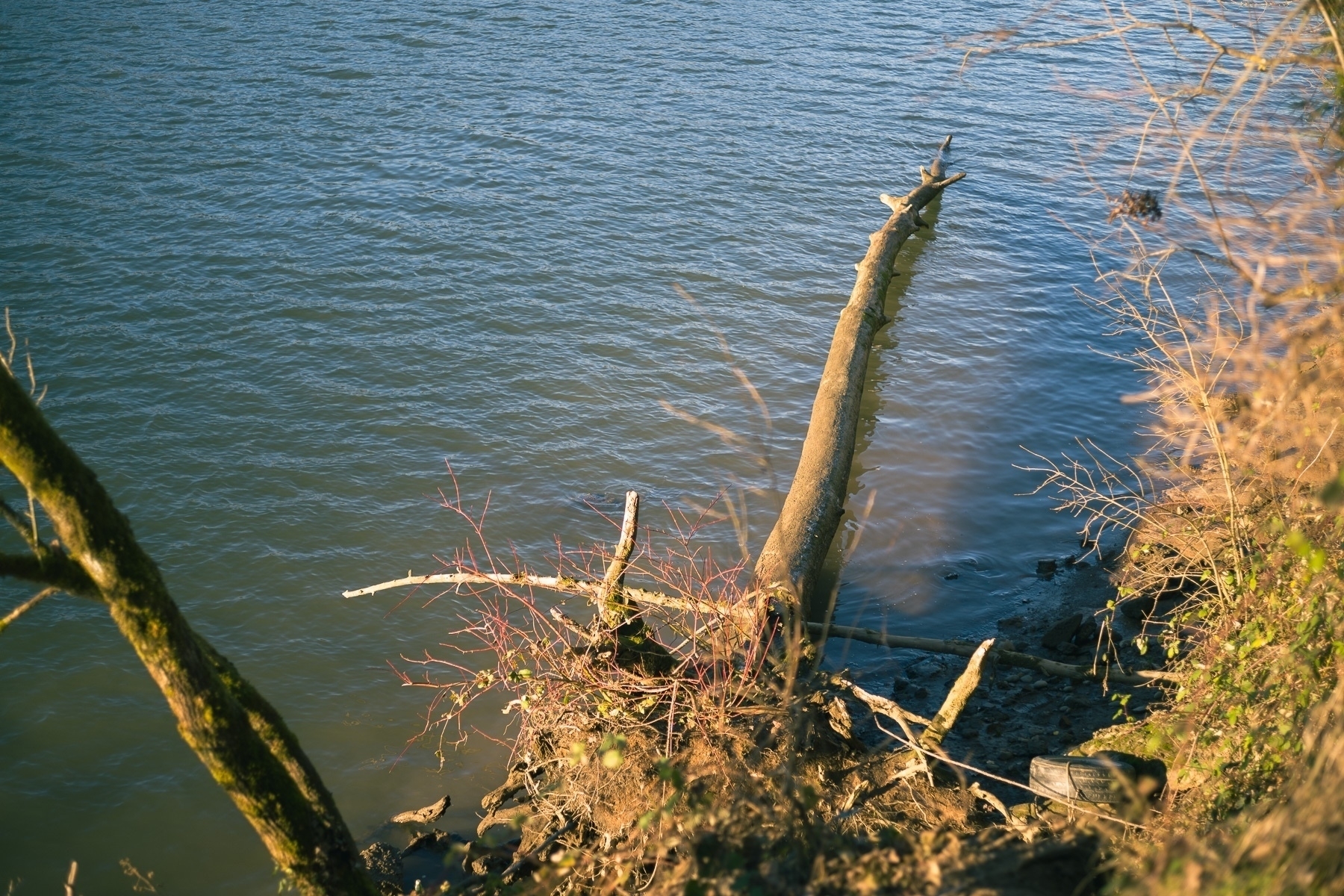 A fallen tree on the bank of a river, with its top submerged in the water and it’s base in the foreground showing roots. Lit by the low afternoon winter sunlight.