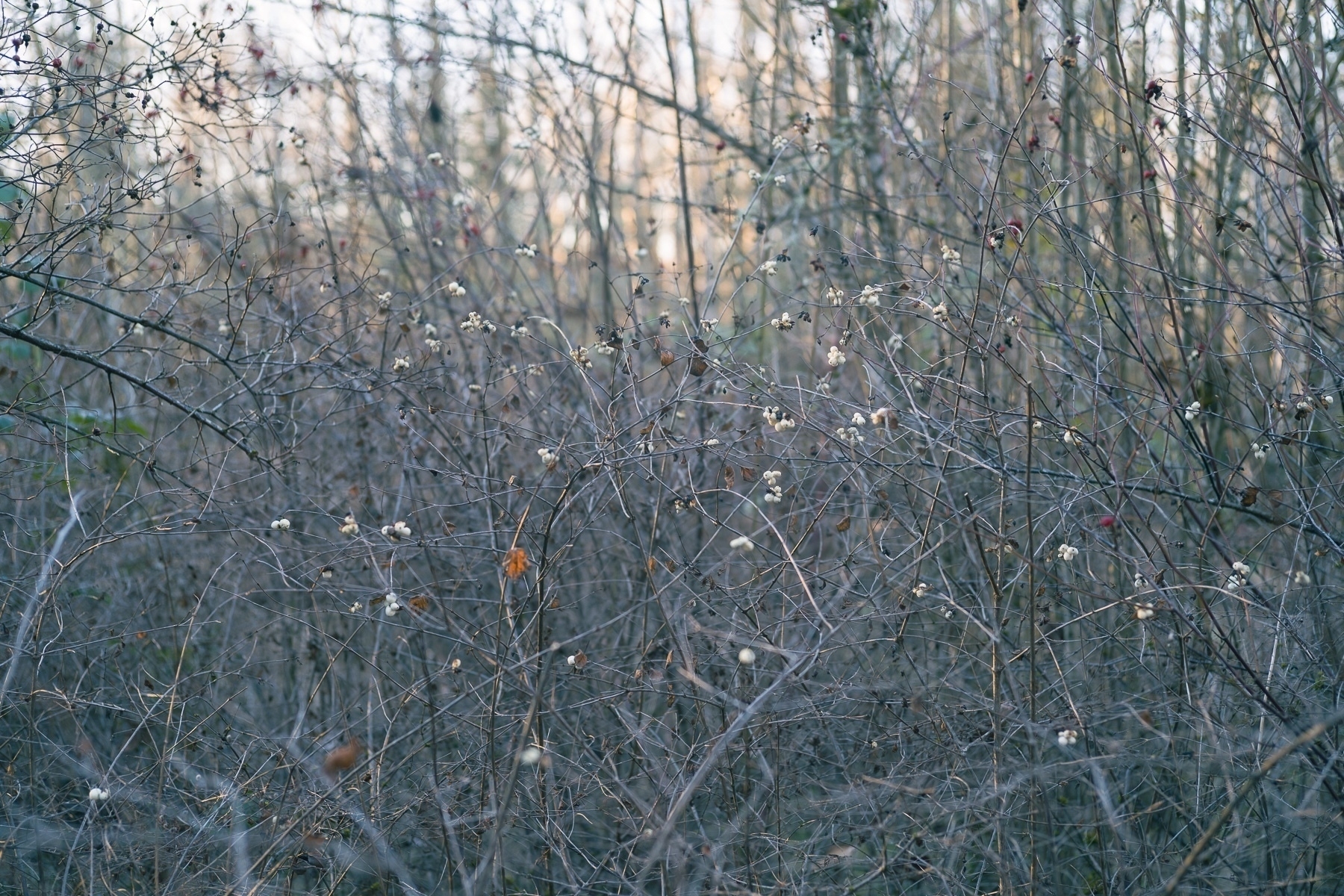 A bush without leaves with white berries of some kind on it  scattered sparsely. Trees in the blurred background.